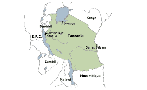 Why the Chimpanzees of Gombe National Park Are in Jeopardy | PRB