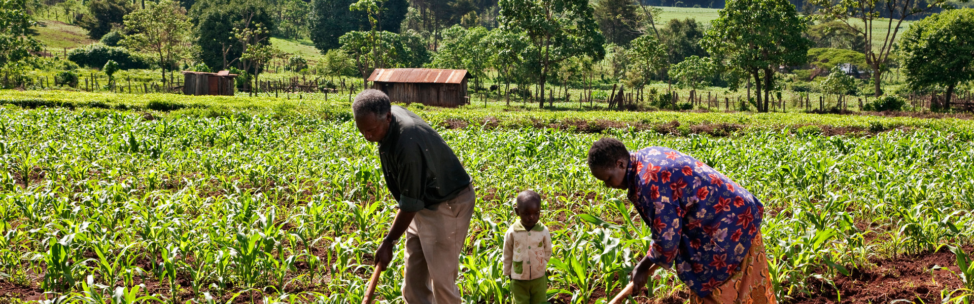 Kenya, Kapsabet District. A morning rural scene with an elderly couple accompanied by their grandson weeding a field of maize.