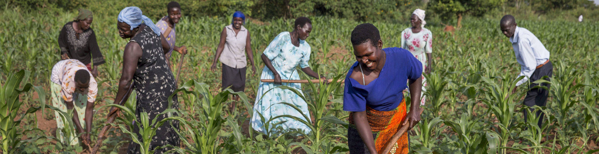 Women from the Self Help Group Alita Kole, taking care of their crops that they own together as a group. This gardening activity is part of an income generating activity supported by Reproductive Health Uganda and enables them to have financial independence and provide for their family needs.